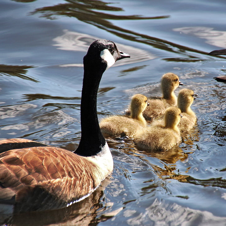 goose, geese, mother goose, goslings, nature, bird, wildlife