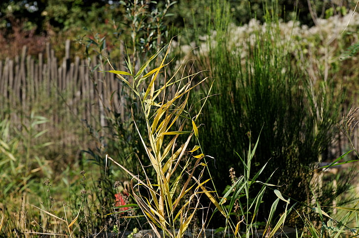 Reed, teichplanze, planta del pantano, cola de caballo, verde, planta