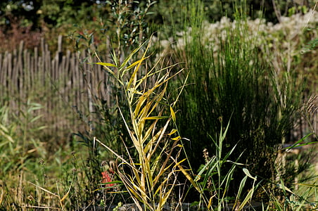Reed, teichplanze, Marsh plante, Padderok, grøn, plante