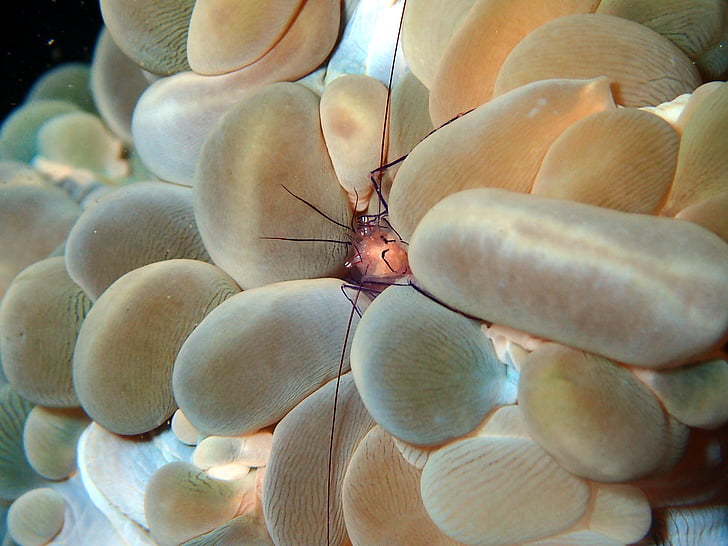 crevettes, crustacé, récif, corail, corail mou, ocean Bubble corail, mer