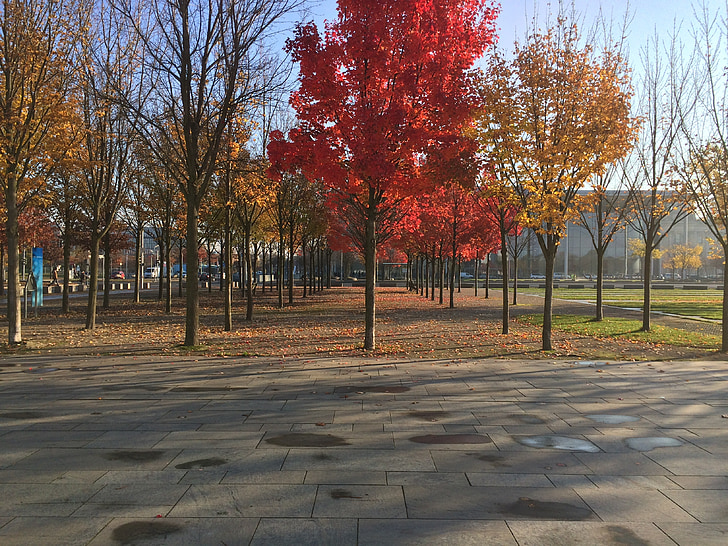 podzim, Berlín, Německo, padajícího listí, hlavní město, strom, list