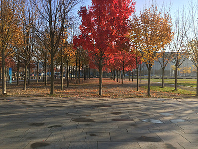 jesen, Berlin, Njemačka, jesen lišće, kapital, drvo, list