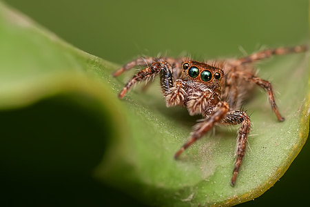 araignée sauteuse, araignée, insecte, macro, œil