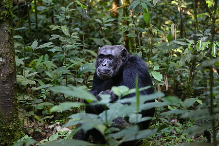 chimpansee, Oeganda, aap, dier wildlife, dieren in het wild, één dier, kijken naar camera