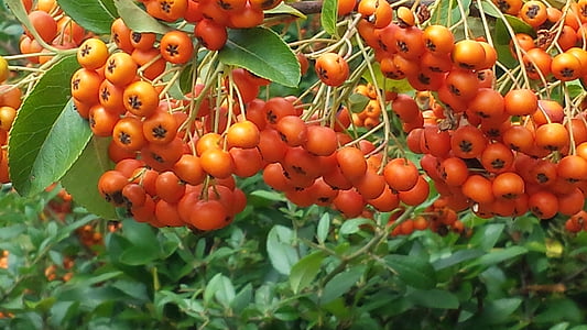 rowanberries, berries, orange, fruits, nature, fruit, autumn
