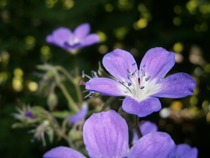 Geranio de los Pirineos, planta de jardín, planta, flor, floración, jardín, violeta