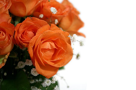 roser, bukett, bryllup, Strauss, Gratulerer, bukett med roser, rose - blomster
