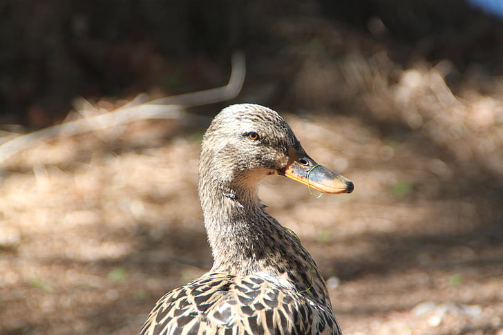 duck, nature, texas, wildlife, bird, lake, pond
