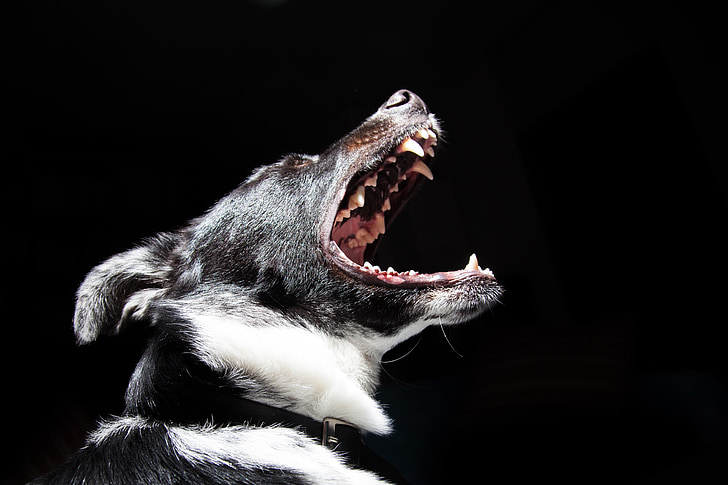cão, animal, preto, boca, Roar, dente, animal de dentes
