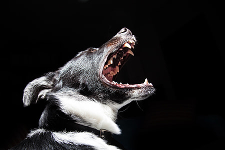 gos, animal, negre, boca, rugit, dent, Dents d'animals