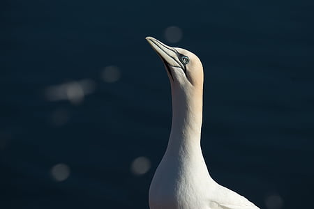 Terej bílý, bílých Morus bassanus, ostrov Helgoland, pták, Příroda, ostrov na moři, portrét
