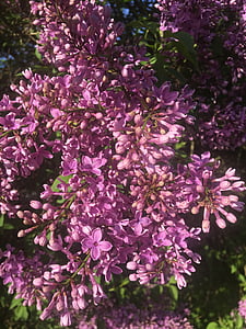 Lilac, mùa xuân, Tổng thống bush Lilac, Sân vườn
