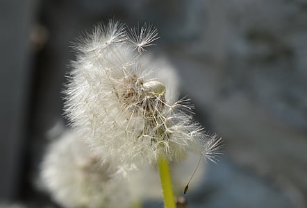 dandelion, meadow, nature, close, seeds, back light