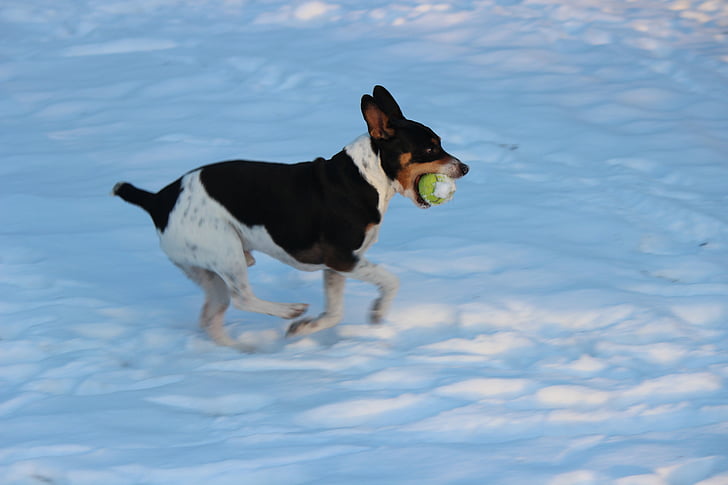 hond, hond park, sneeuw, bal, spelen, uitvoeren, jou
