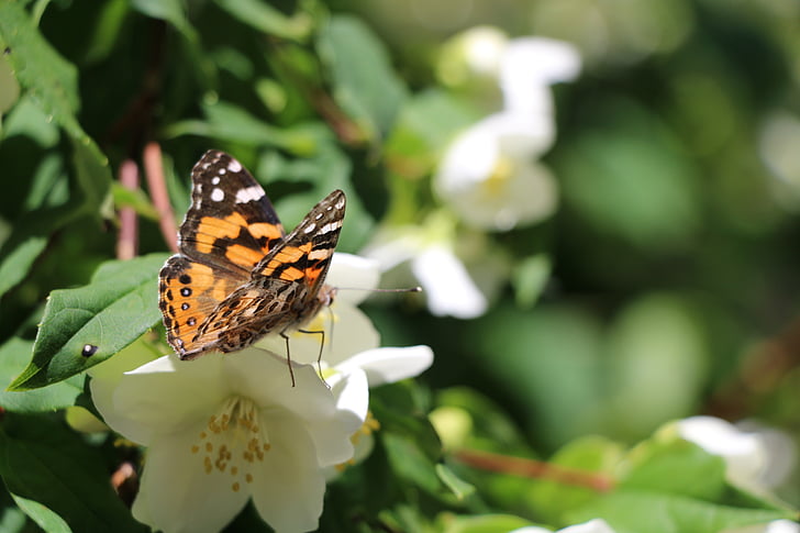 Hoa, bướm, Sân vườn, côn trùng, mùa hè, đôi cánh, màu da cam
