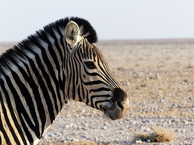Zebra, passage clouté, l’Afrique, fermer, noir et blanc rayé, zébrures, Safari