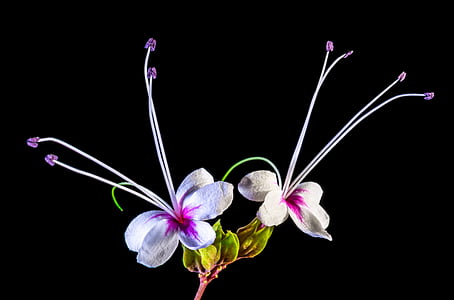 Wilde Blume, Blume, Blüte, Bloom, weiß rosa, Natur, Blütenblatt