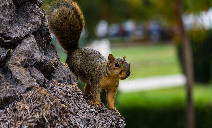 Park, fa, Balboa park, állat, természet, mókus, lény