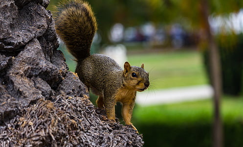 Parque, árvore, Parque de Balboa, animal, natureza, esquilo, criatura