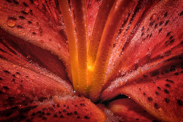 lily, macro, close up, enlarge view, flower, blossom, bloom