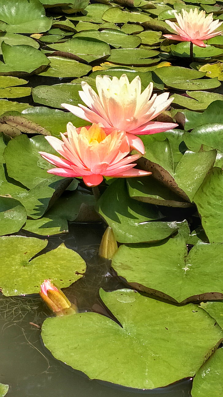 agua, flor, Lotus, rosa, estanque