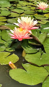 воды, цветок, Лотос, розовый, пруд