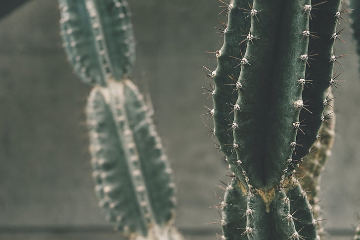 grön, Cactus, Anläggningen, fotografering, Thorn, närbild, inga människor