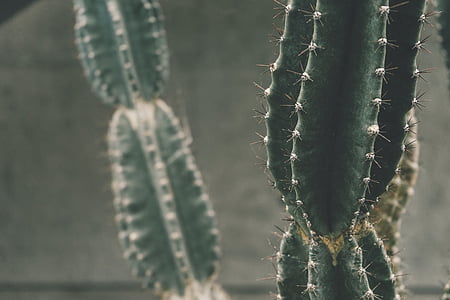 verde, cactus, planta, Fotografía, espina, Close-up, no hay personas