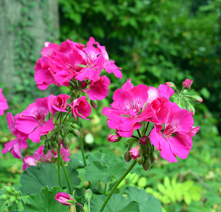 flores de la flor del geranio, rosa, planta, cerrar, floración, verano, jardín