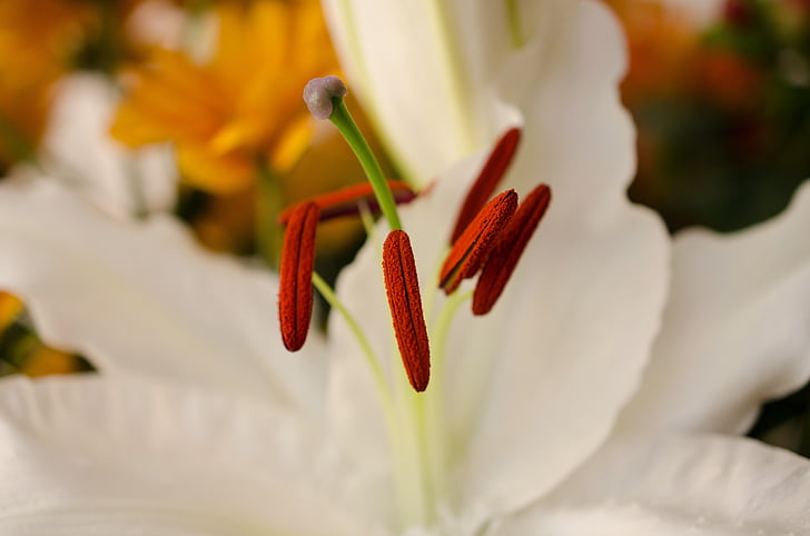 Blume, weiße Blume, Makro, in der Nähe, Lilie, Staubfäden, Pollen