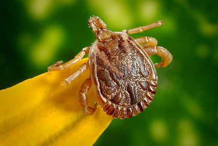 Cayenne tick, kryss, mann, dorsal visning, parasitt, sykdom, bloodsucker