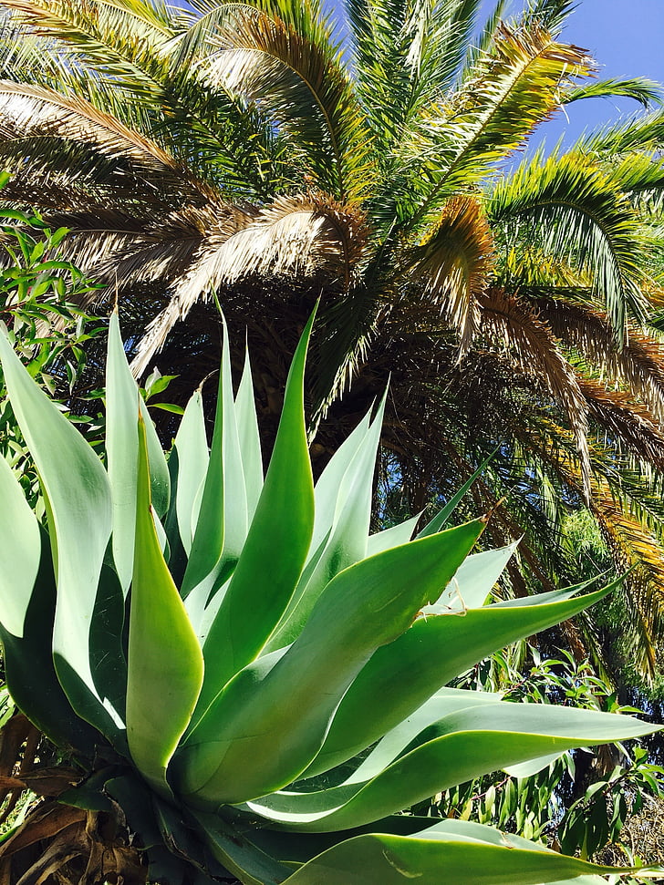 natuur, Portugal, Algarve, fabriek, Palm, sappige, Succulent