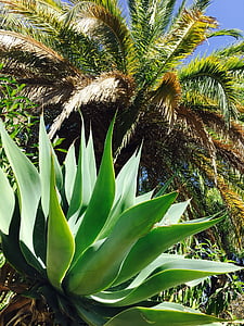 natuur, Portugal, Algarve, fabriek, Palm, sappige, Succulent