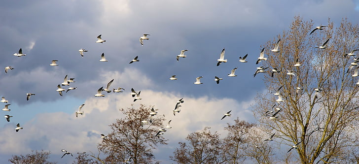 birds, gulls, swarm, fly, animals, flight, dom