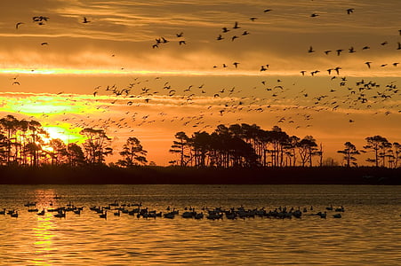 sunset, wildlife, refuge, birds, water, silhouettes, reflections