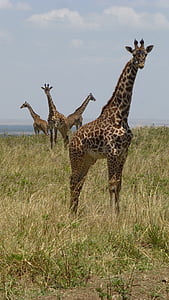 zsiráfok, Afrika, Safari, Kenya, zsiráf, szafari állatok, természet
