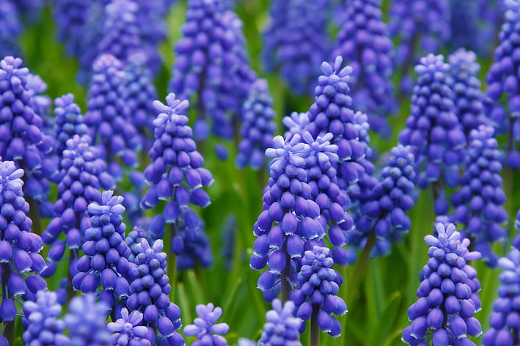Feld, Lavendel, Blume, Garten, Grün, Muscari, Grape hyacinth