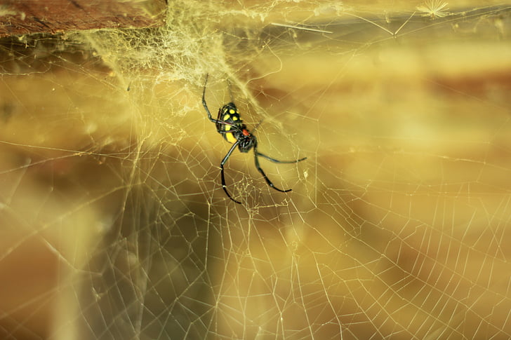 zirneklis, Web, zirnekļa tīkls, arachnid, Arachnophobia, kukainis, bug