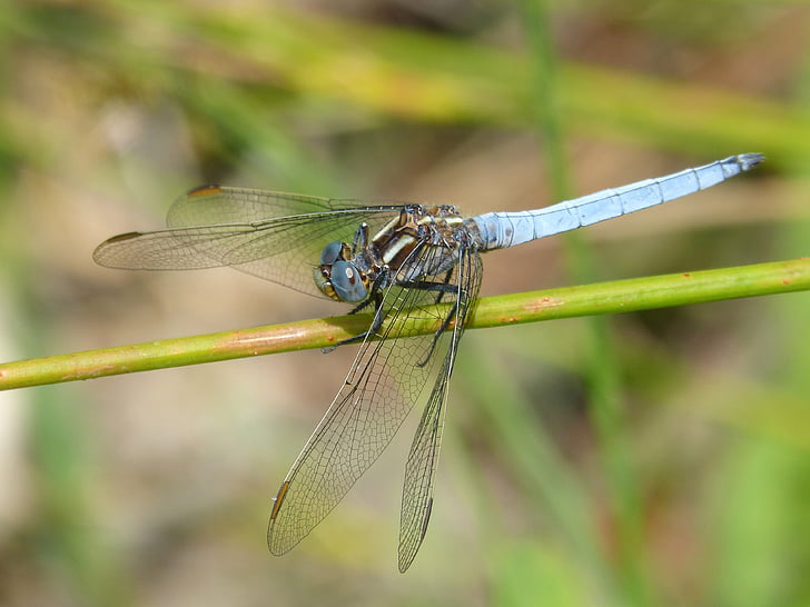 blå dragonfly, stammen, våtmarksområde, grønne, detaljer, orthetrum coerulescens