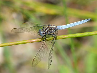 蓝蜻蜓, 干, 湿地, 绿色植物, 详细, orthetrum coerulescens