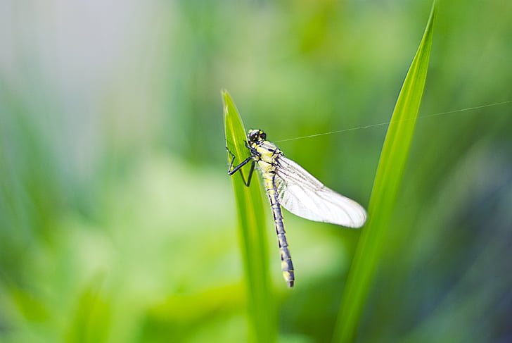 Closeup, Dragonfly, hmyz, Příroda, zvíře, detail, volně žijící zvířata