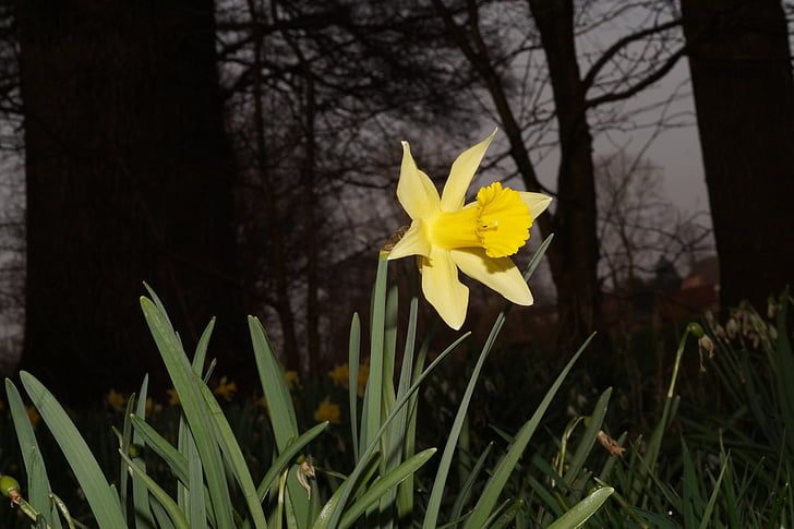 Narcissus, Daffodil, blomma, Blossom, Bloom, gul, Anläggningen
