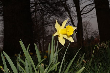 narcissus, daffodil, flower, blossom, bloom, yellow, plant
