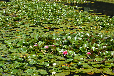 pond, water, nature, frog, aquatic plant, blossom, bloom