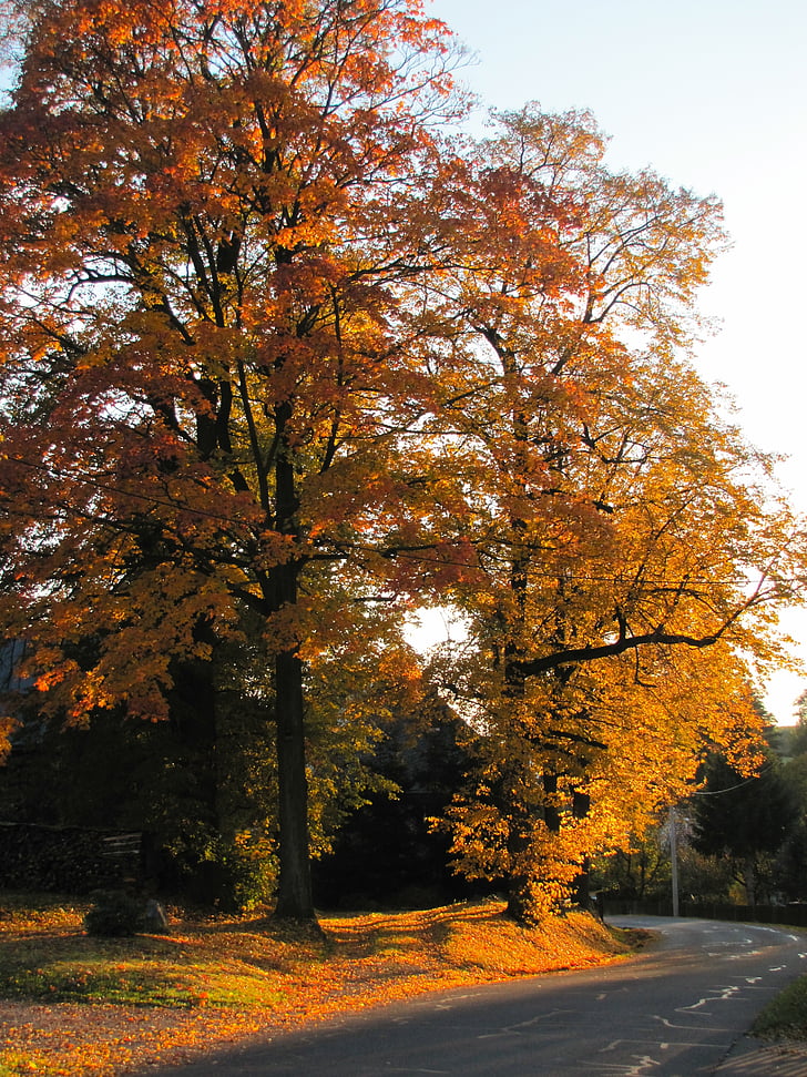 Paseo de otoño, otoño dorado, hojas de colores, árboles