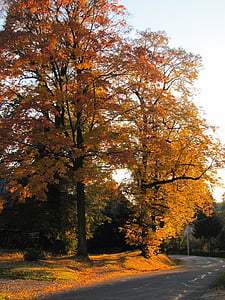 kaki musim gugur, ben10 emas, warna-warni daun, pohon