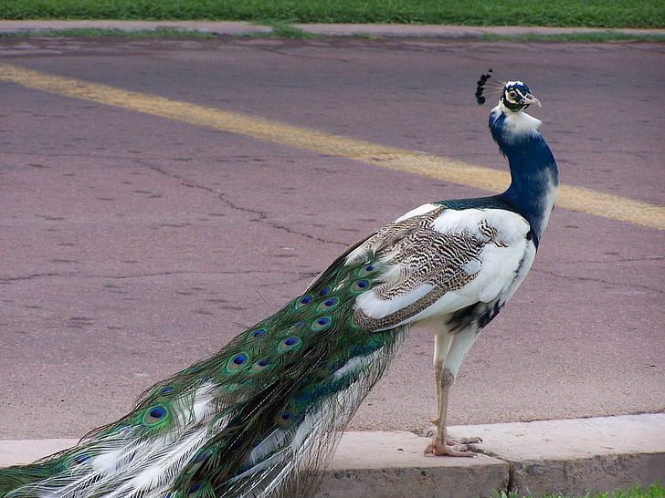Peacock, blauw, vogel, veer, dier, dieren in het wild, levendige