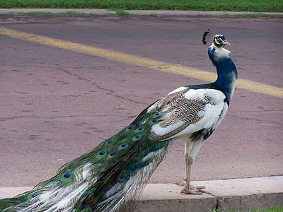 peacock, blue, bird, feather, animal, wildlife, vibrant