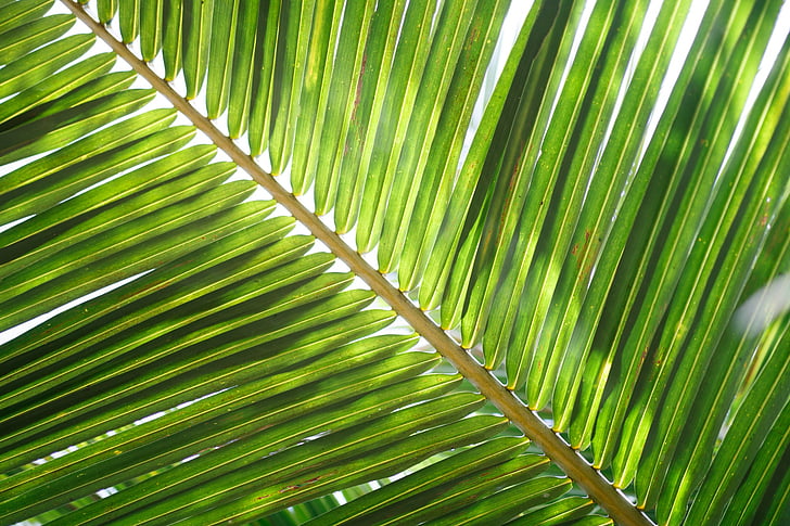 frunze de nucă de cocos, Palm, tropicale, verde, palmier, frunze palmier, frunze