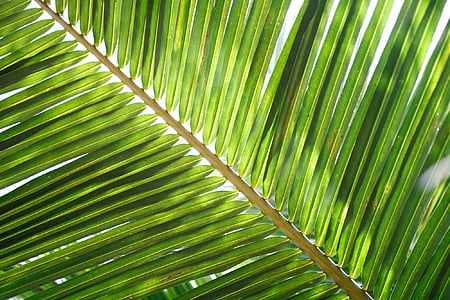 kokos blad, Palm, Tropical, grön, Palm tree, palmblad, Leaf